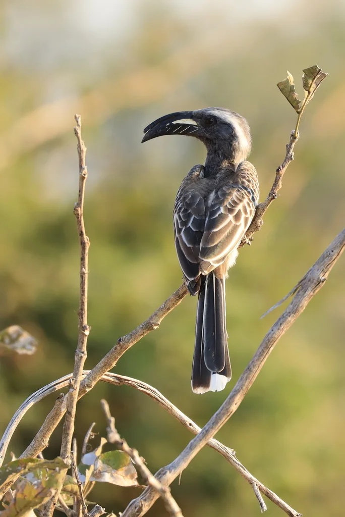黑嘴弯嘴犀鸟(Lophoceros nasutus)