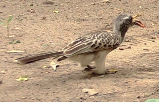 黑嘴弯嘴犀鸟(Lophoceros nasutus)