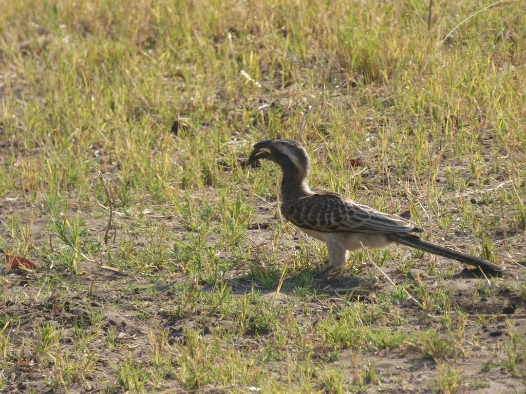 黑嘴弯嘴犀鸟(Lophoceros nasutus)
