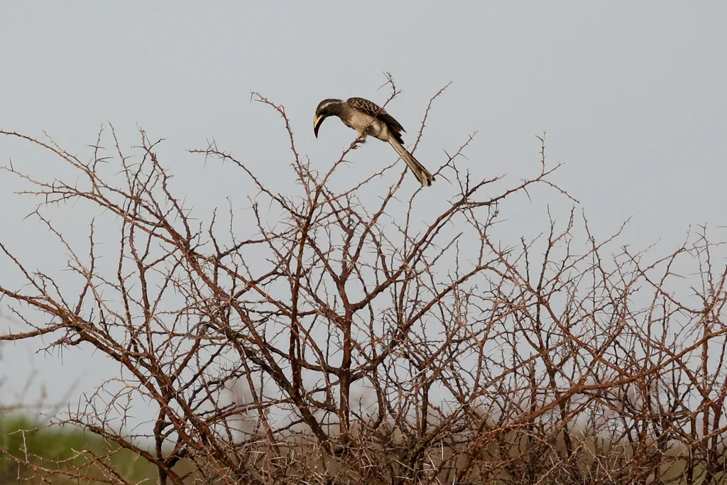 黑嘴弯嘴犀鸟(Lophoceros nasutus)
