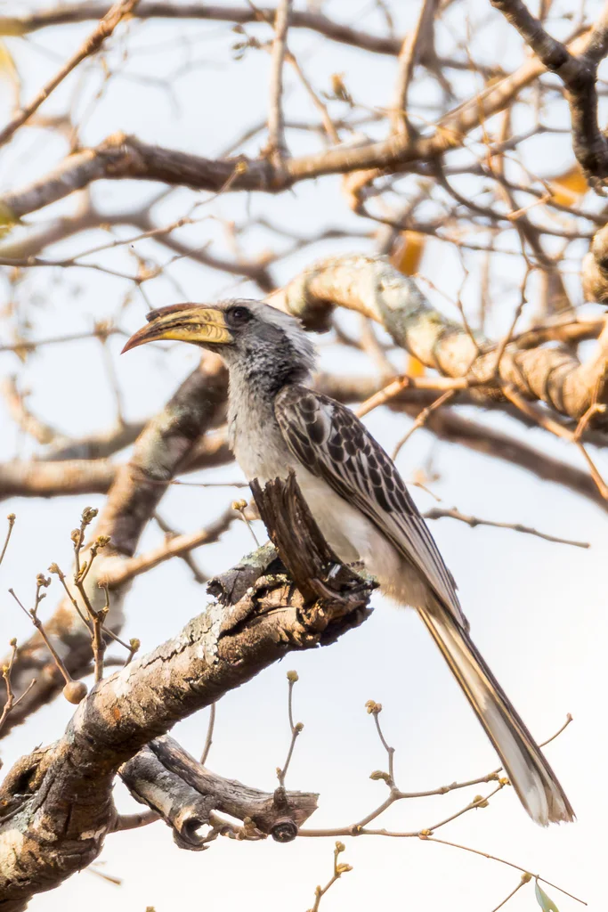 灰嘴弯嘴犀鸟(Lophoceros pallidirostris)
