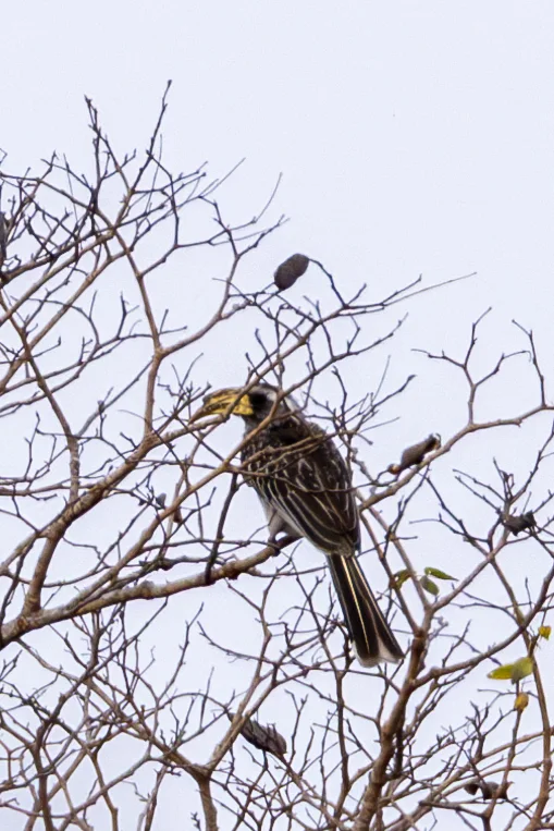 灰嘴弯嘴犀鸟(Lophoceros pallidirostris)