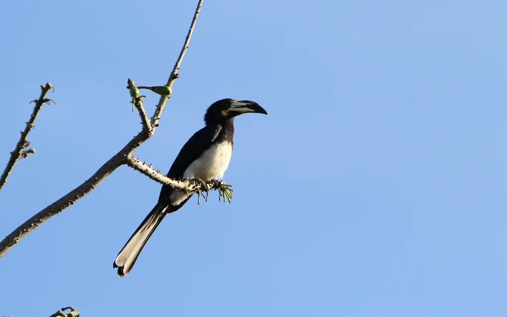 西斑尾弯嘴犀鸟（Lophoceros semifasciatus）