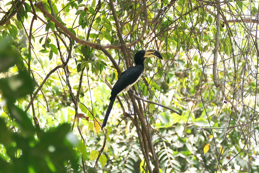 西斑尾弯嘴犀鸟（Lophoceros semifasciatus）