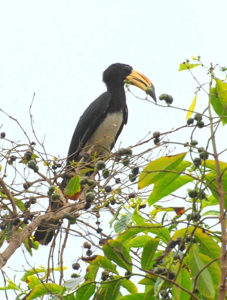 西斑尾弯嘴犀鸟（Lophoceros semifasciatus）