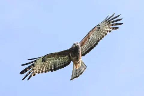 方尾鸢