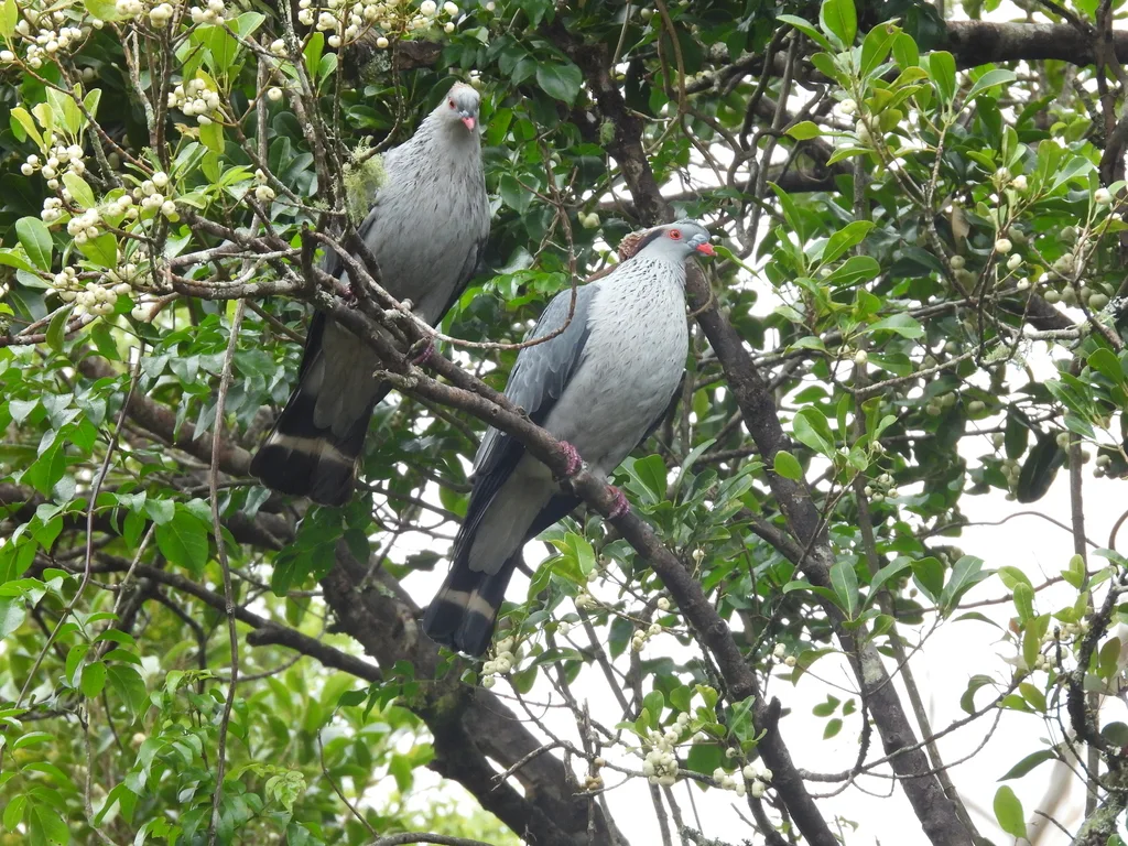 髻鸠(Lopholaimus antarcticus)