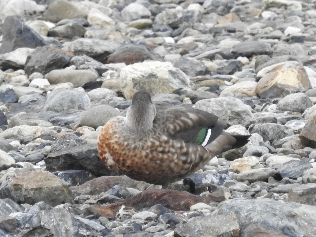 冠鸭(Lophonetta specularioides)