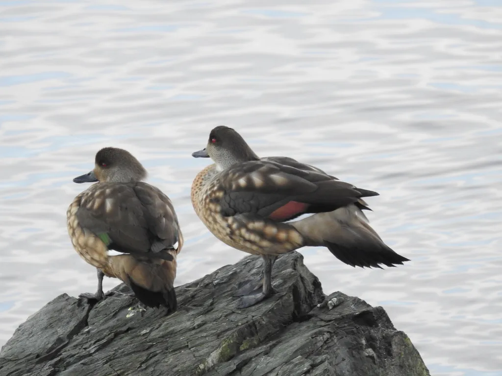 冠鸭(Lophonetta specularioides)