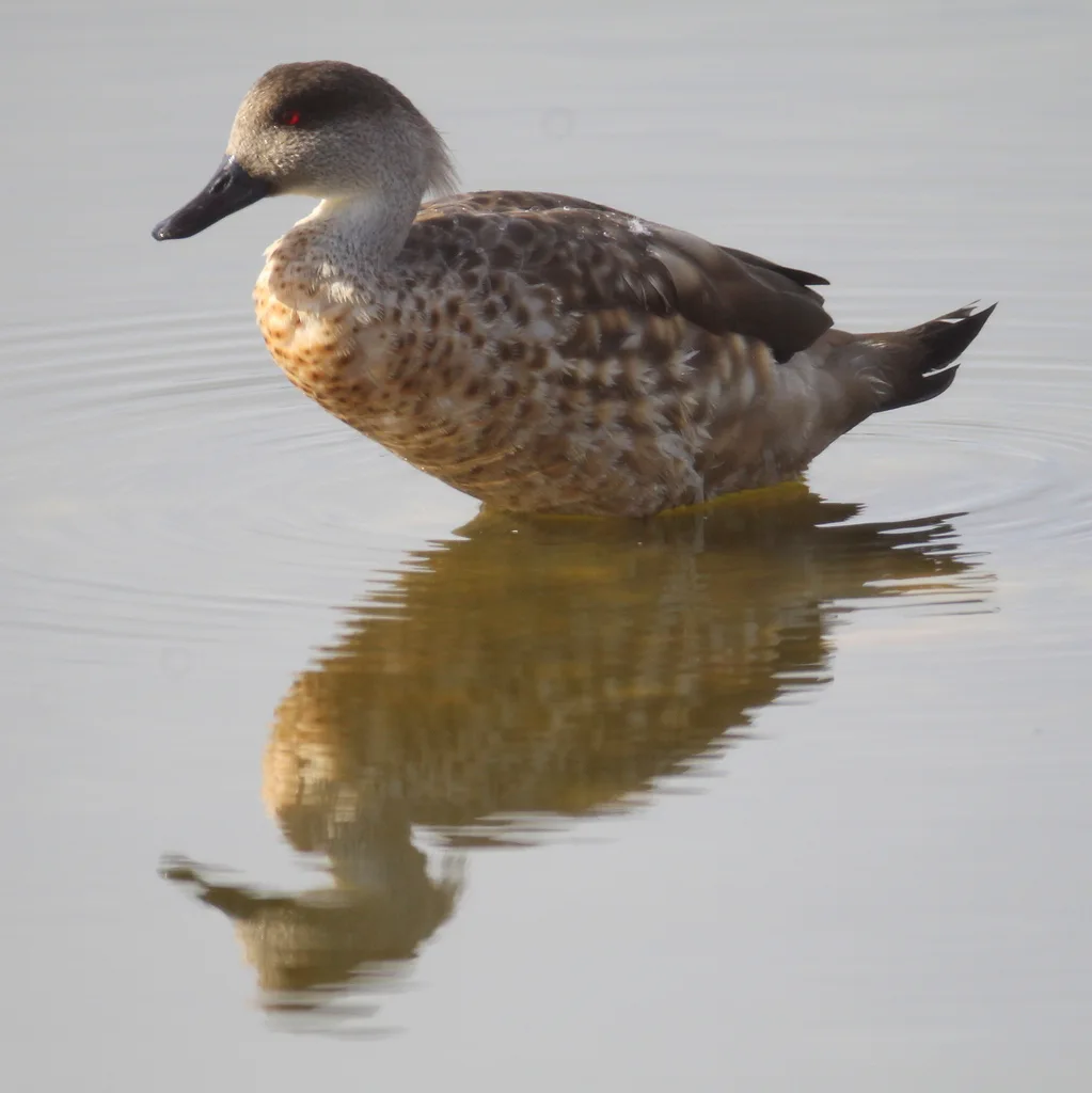 冠鸭(Lophonetta specularioides)