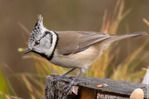 凤头山雀