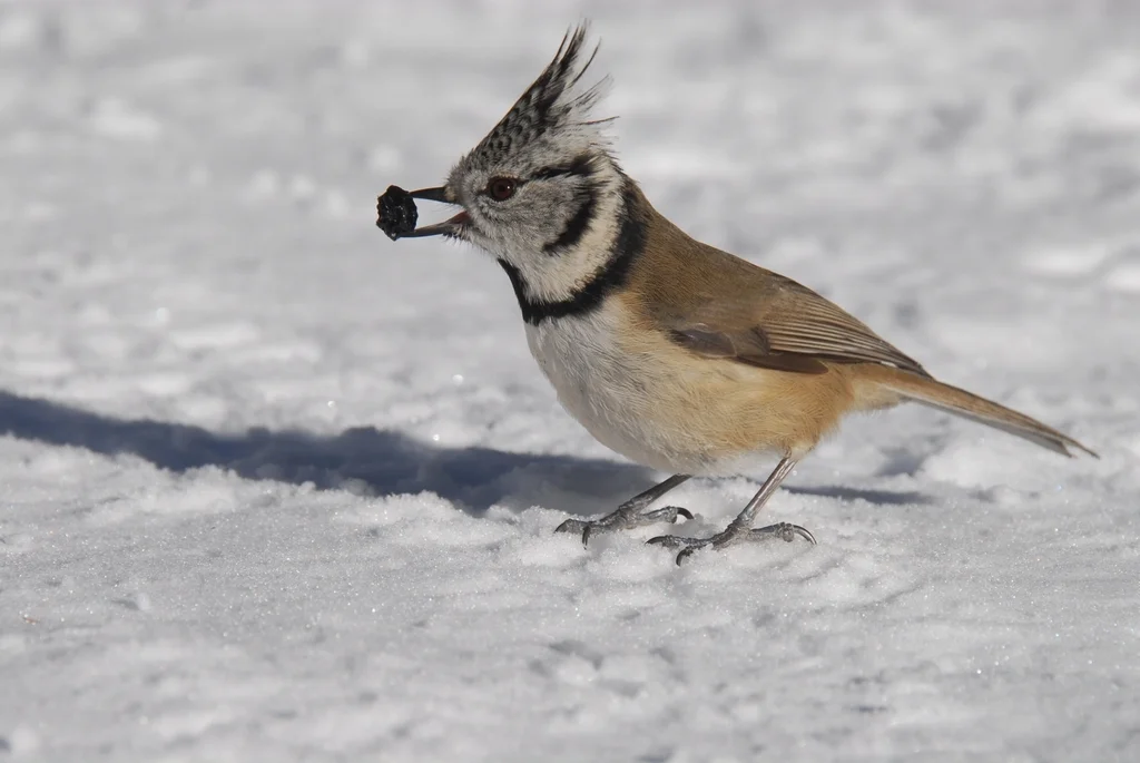 凤头山雀（Lophophanes cristatus）