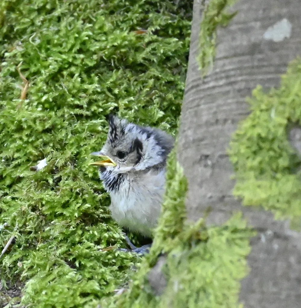 凤头山雀（Lophophanes cristatus）