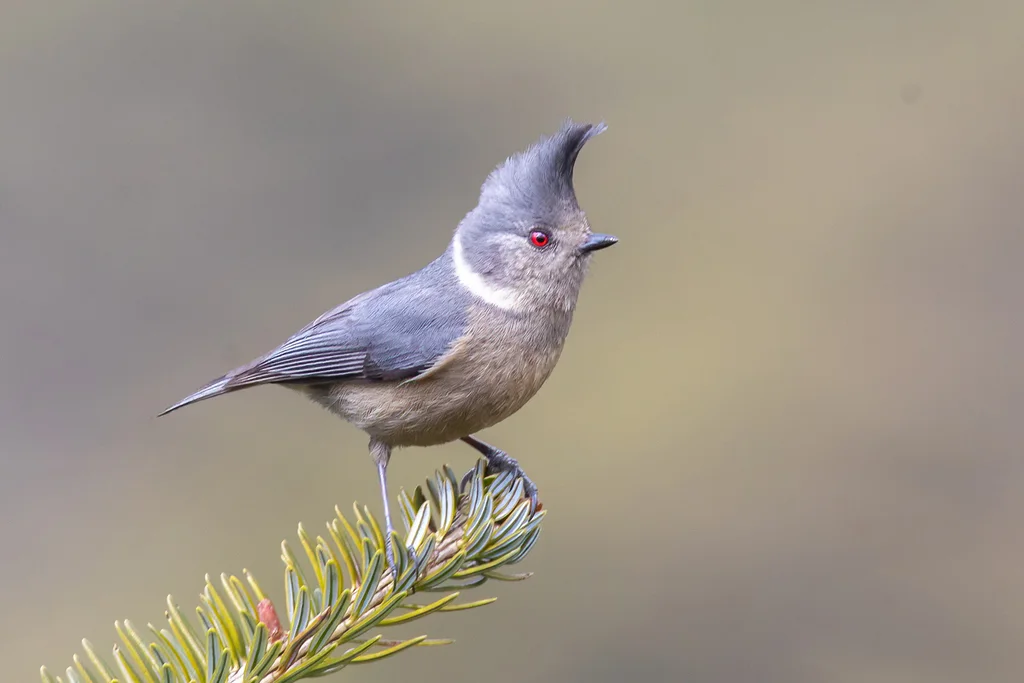 褐冠山雀(Lophophanes dichrous)