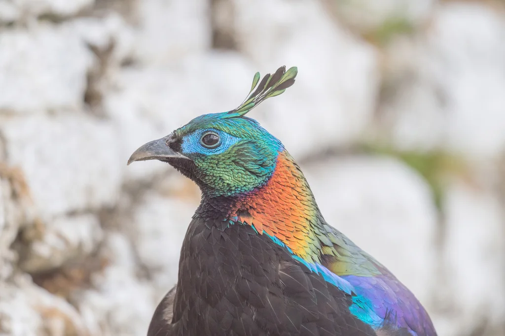 棕尾虹雉(Lophophorus impejanus)