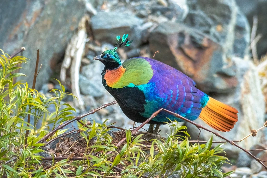 棕尾虹雉(Lophophorus impejanus)