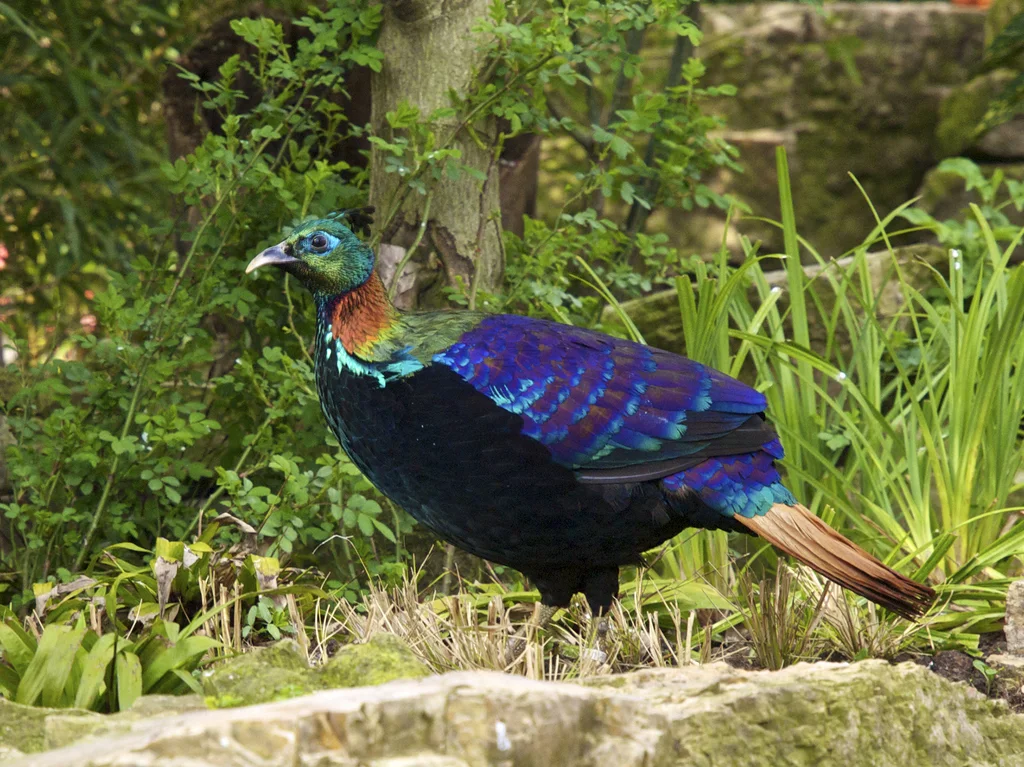 棕尾虹雉(Lophophorus impejanus)