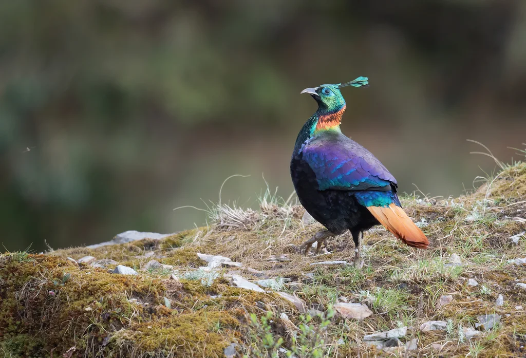 棕尾虹雉(Lophophorus impejanus)
