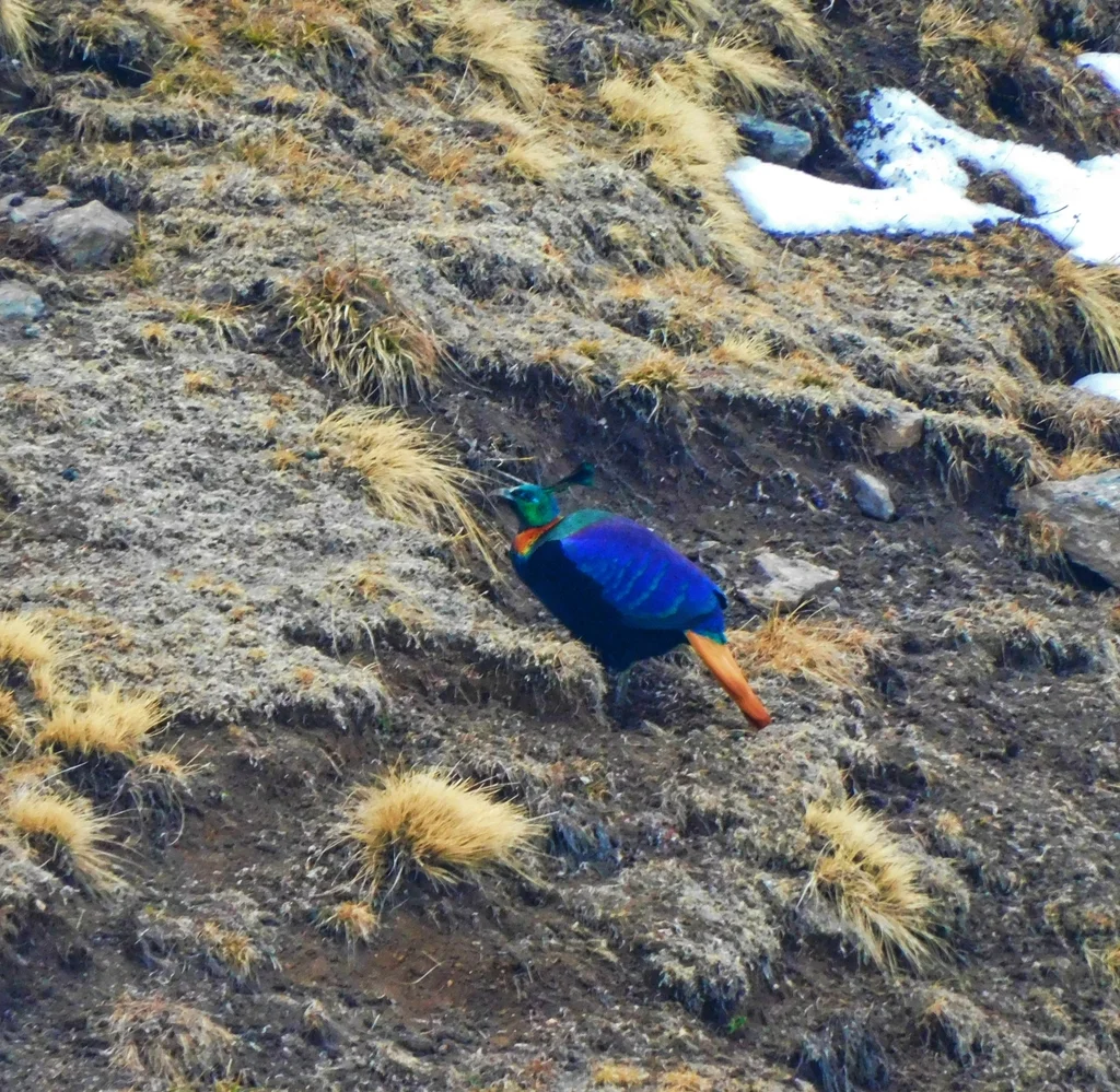 棕尾虹雉(Lophophorus impejanus)