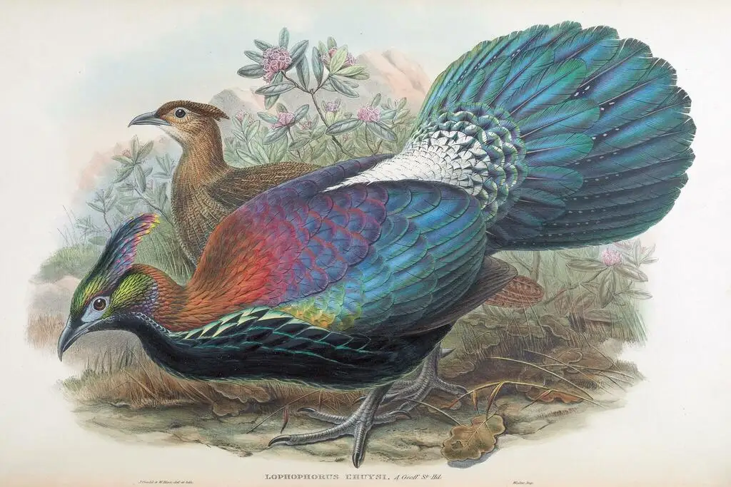 绿尾虹雉（Lophophorus lhuysii）