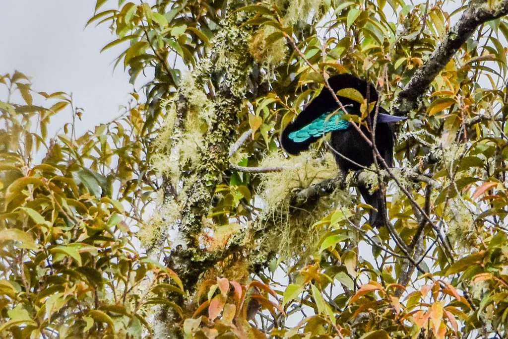 中华美极乐鸟(Lophorina latipennis)