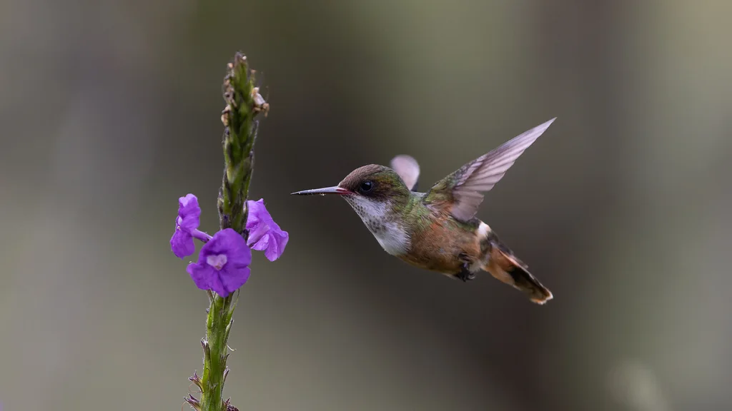 白冠蜂鸟(Lophornis adorabilis)
