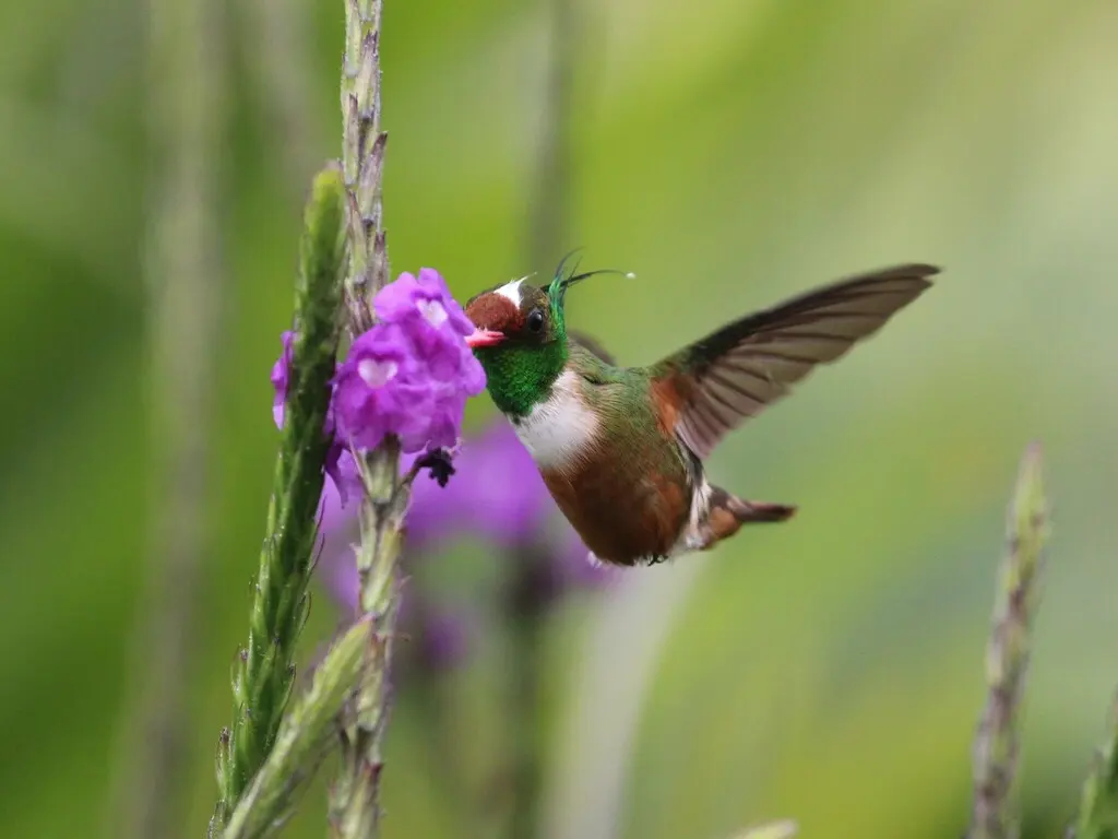 白冠蜂鸟(Lophornis adorabilis)