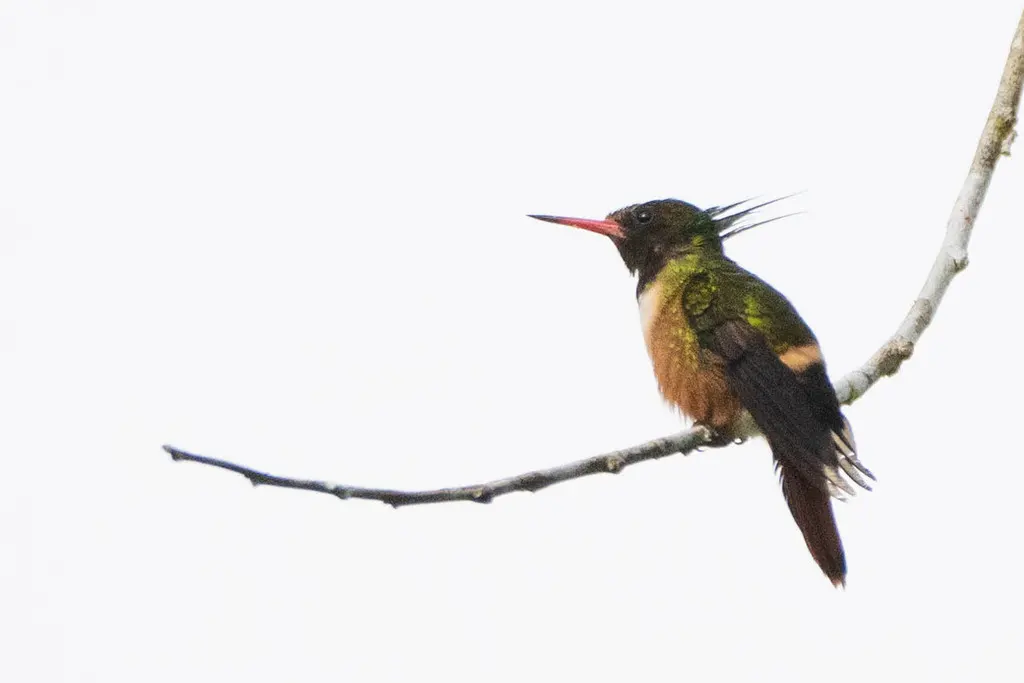 白冠蜂鸟(Lophornis adorabilis)