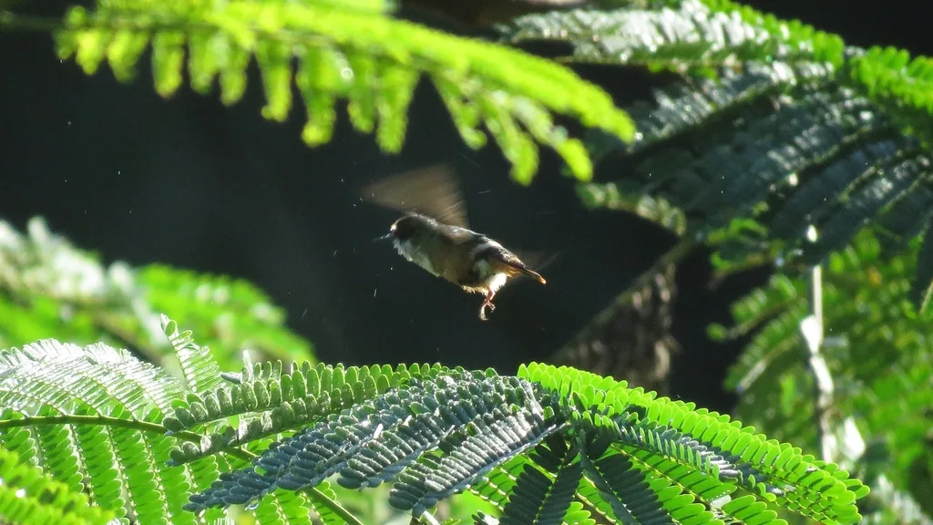 白冠蜂鸟(Lophornis adorabilis)