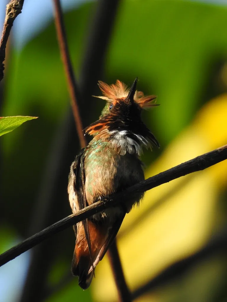 短冠蜂鸟(Lophornis brachylophus)