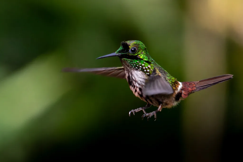 极乐冠蜂鸟(Lophornis chalybeus)
