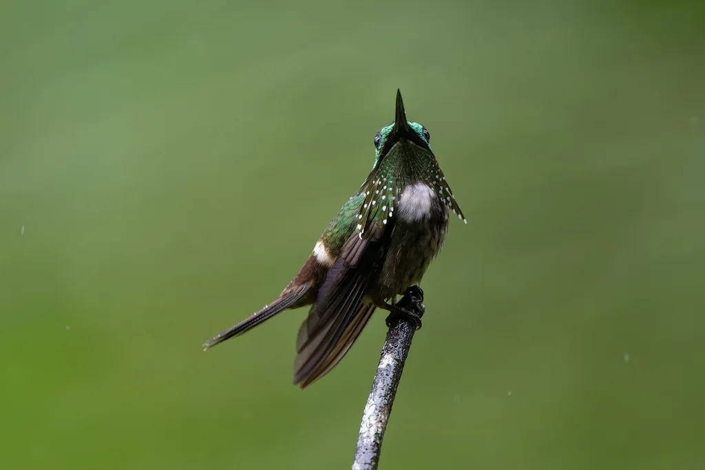 极乐冠蜂鸟(Lophornis chalybeus)