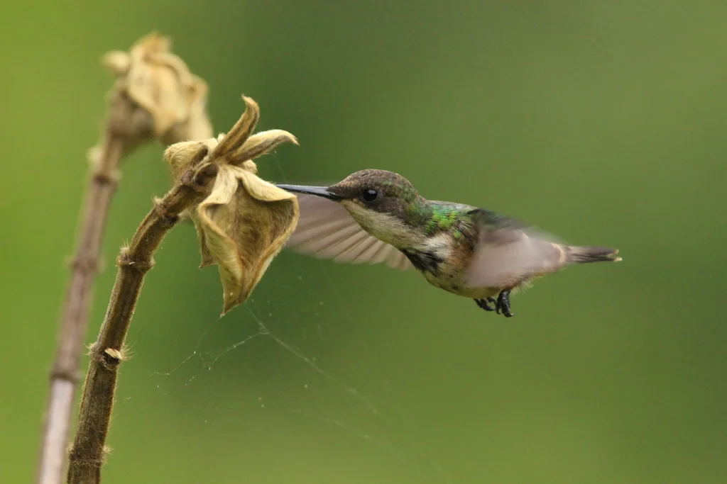 极乐冠蜂鸟(Lophornis chalybeus)
