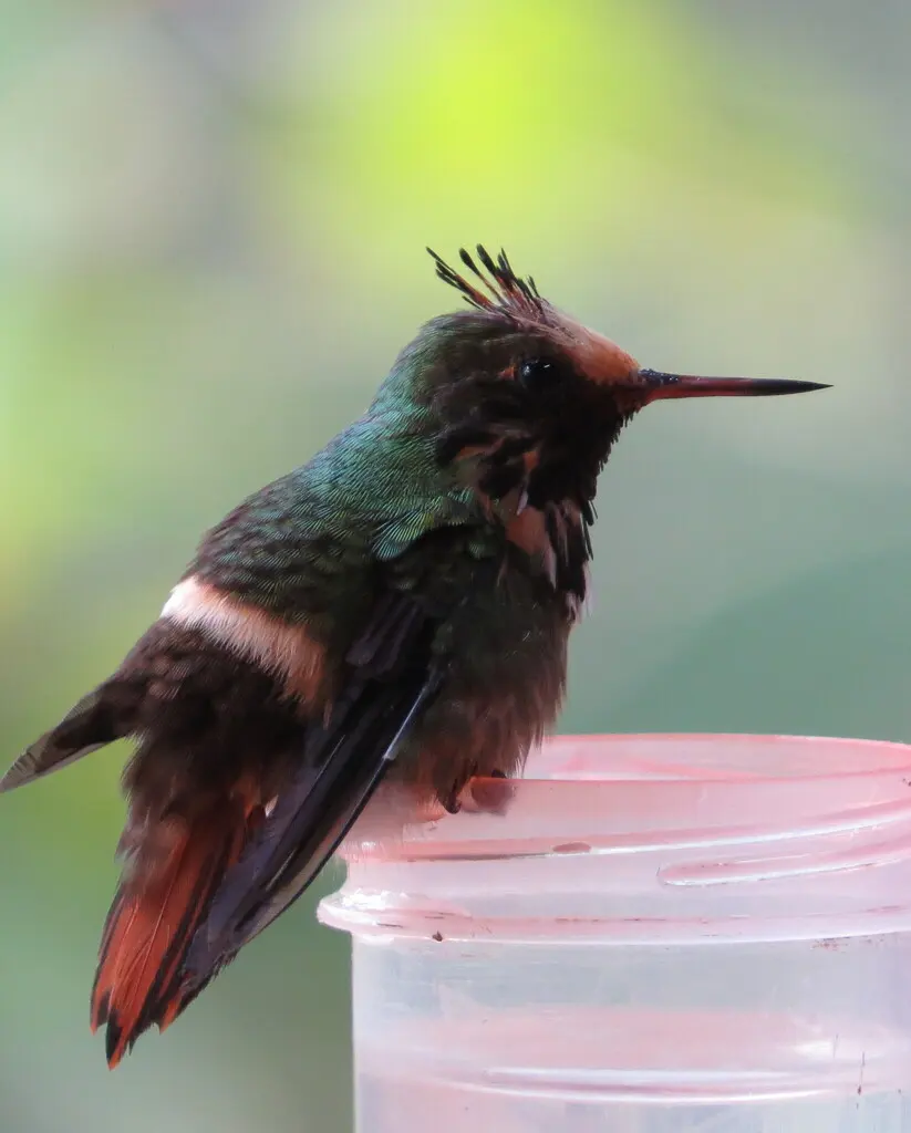 棕冠蜂鸟(Lophornis delattrei)