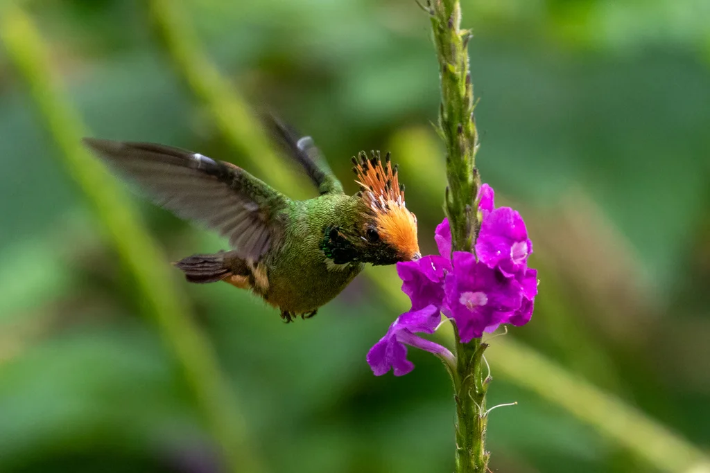 棕冠蜂鸟(Lophornis delattrei)