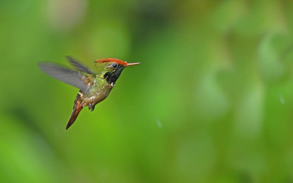 棕冠蜂鸟(Lophornis delattrei)
