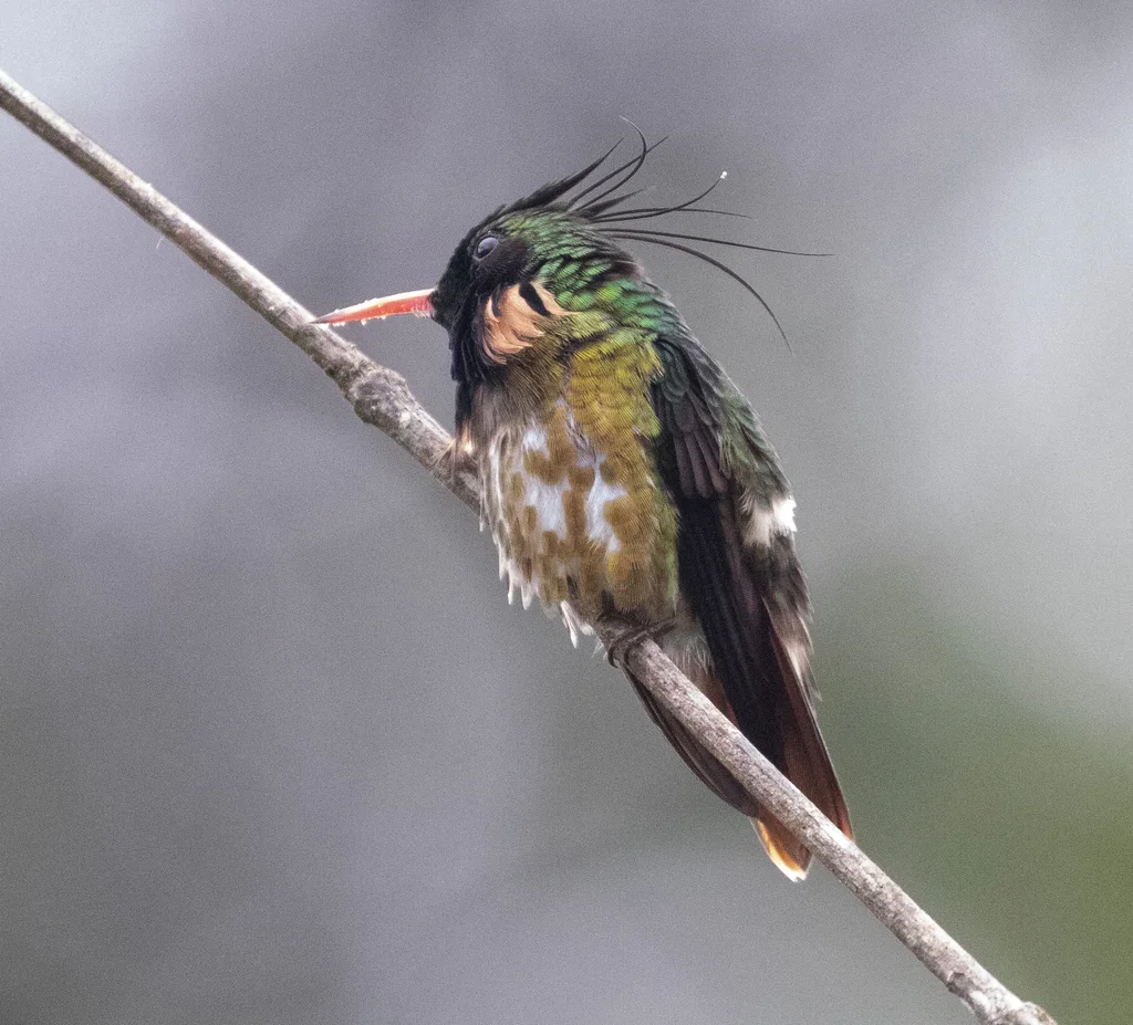 黑冠蜂鸟(Lophornis helenae)