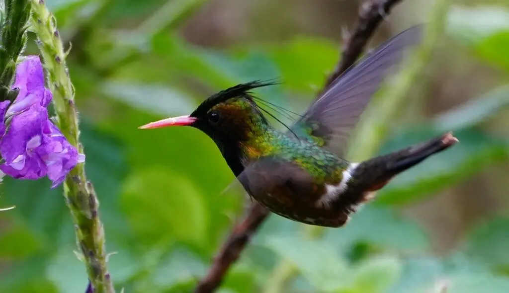 黑冠蜂鸟(Lophornis helenae)