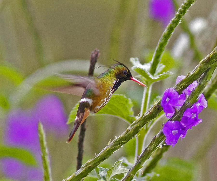 黑冠蜂鸟(Lophornis helenae)