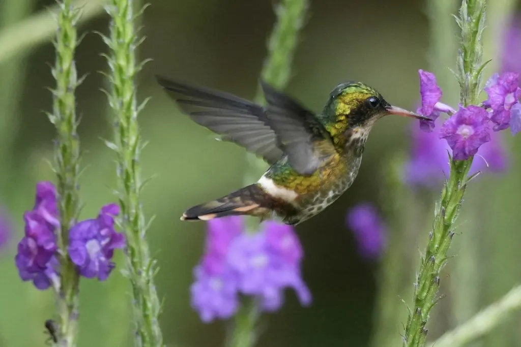 黑冠蜂鸟(Lophornis helenae)