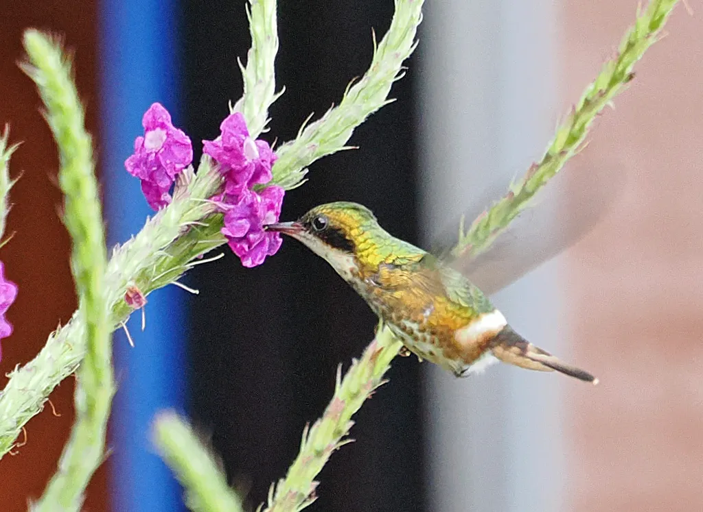 黑冠蜂鸟(Lophornis helenae)