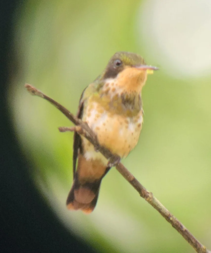 黑冠蜂鸟(Lophornis helenae)