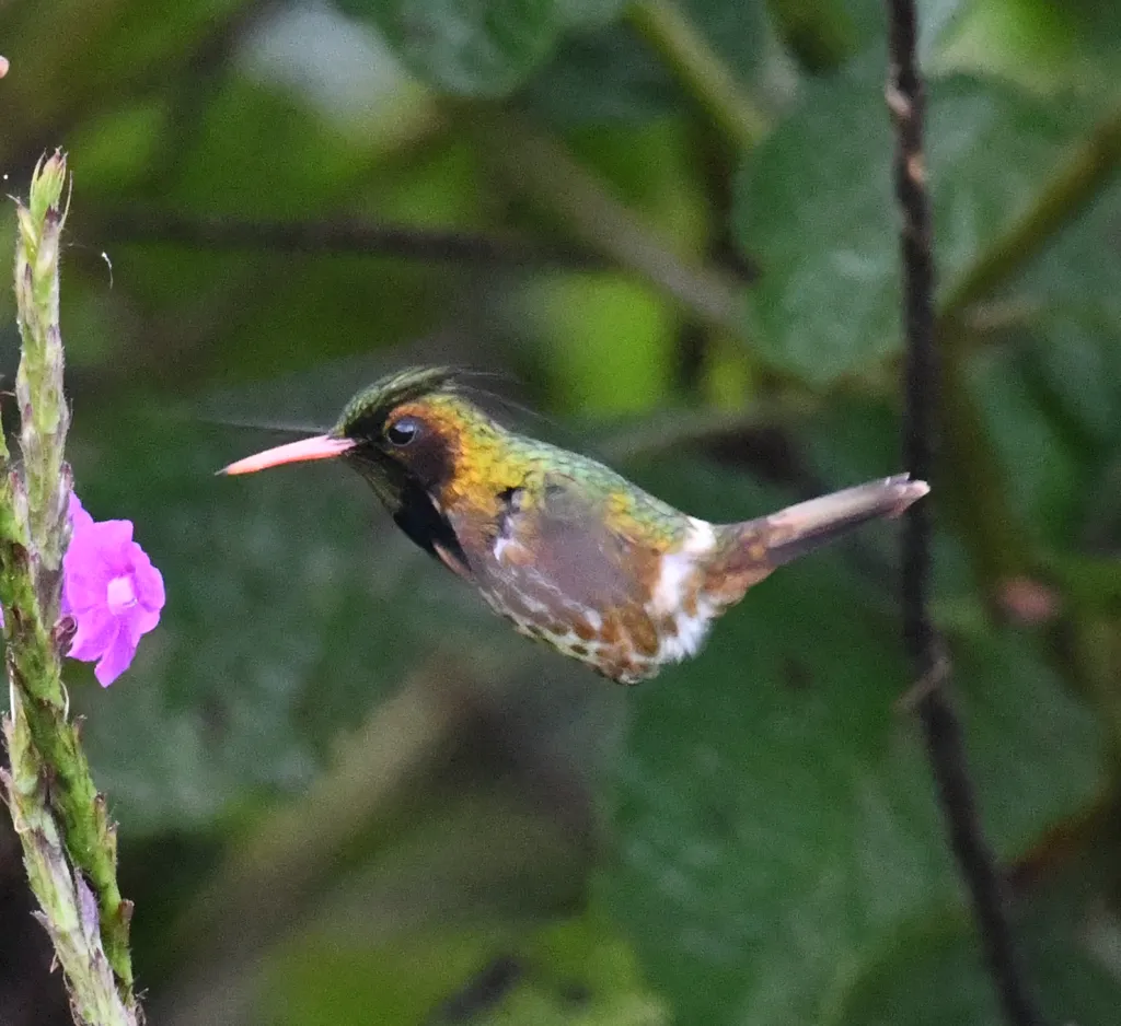 黑冠蜂鸟(Lophornis helenae)