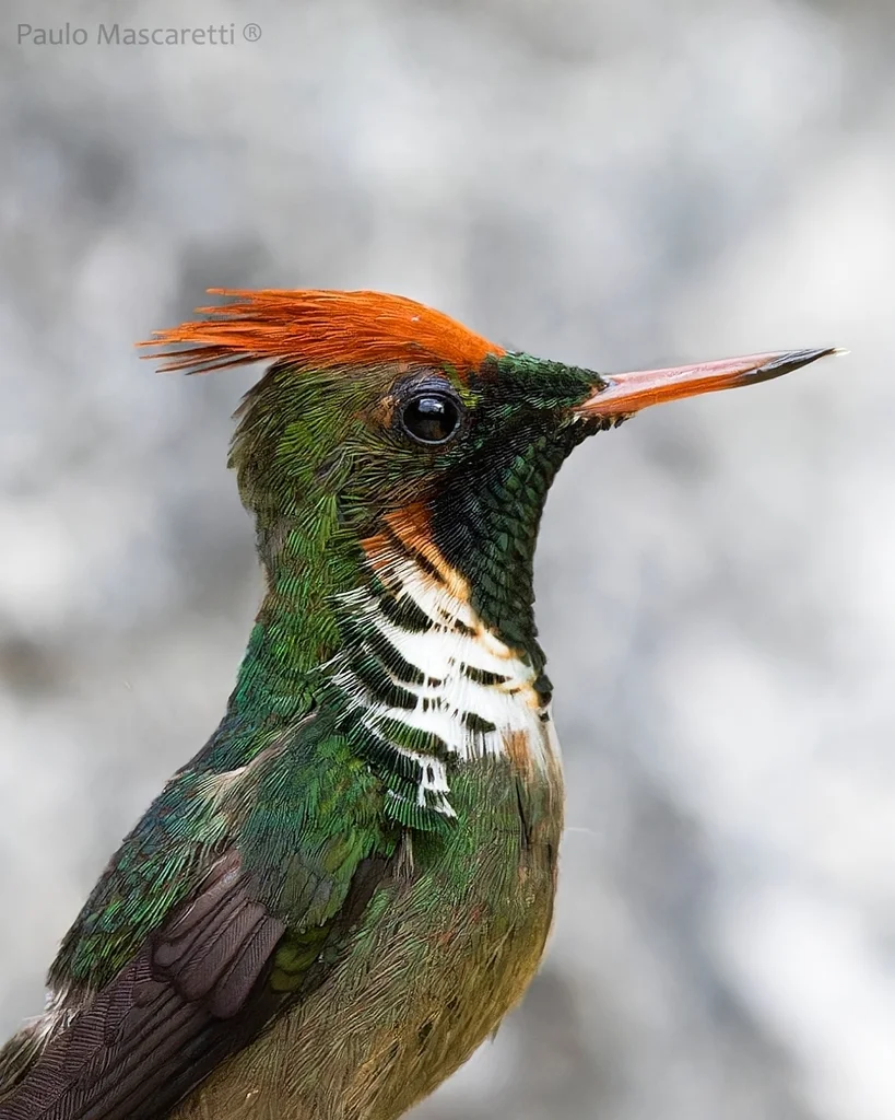 纹颈冠蜂鸟(Lophornis magnificus)