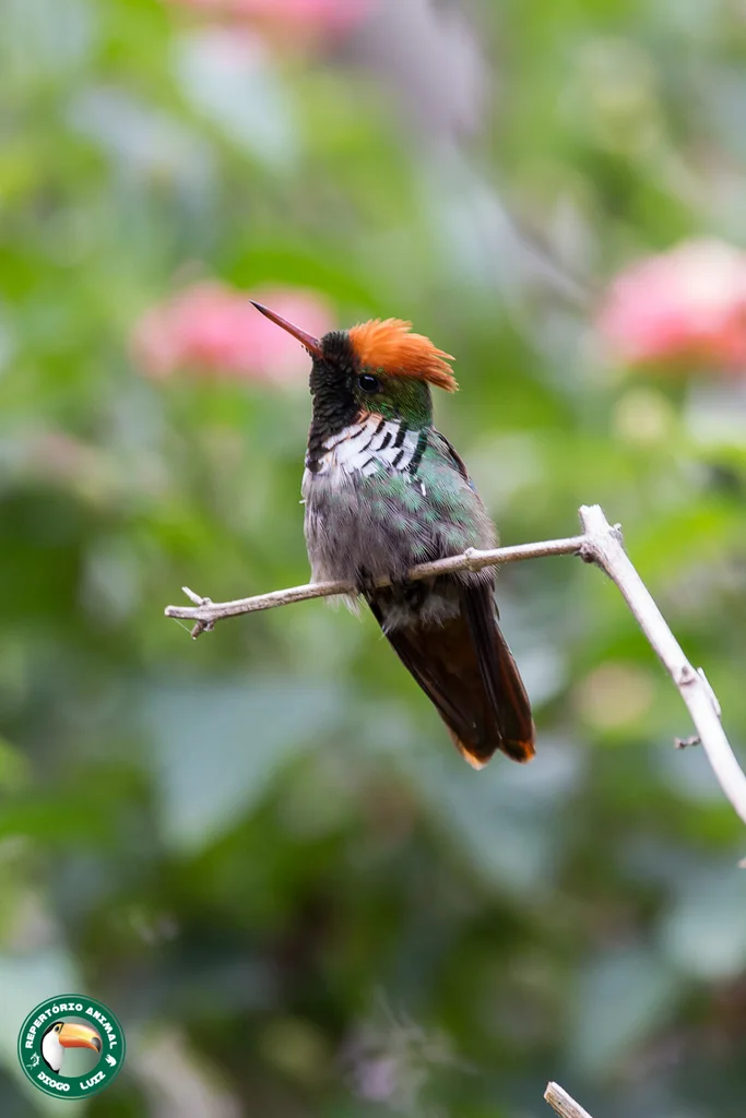 纹颈冠蜂鸟(Lophornis magnificus)