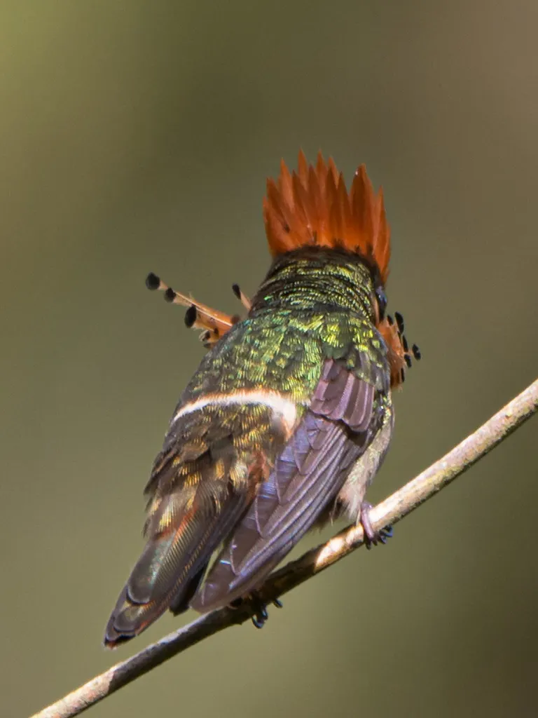 缨冠蜂鸟（Lophornis ornatus）