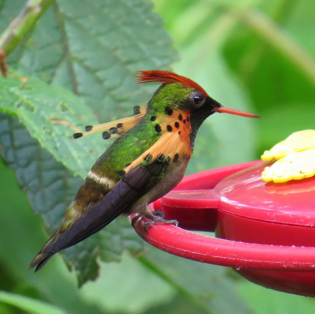 缨冠蜂鸟（Lophornis ornatus）