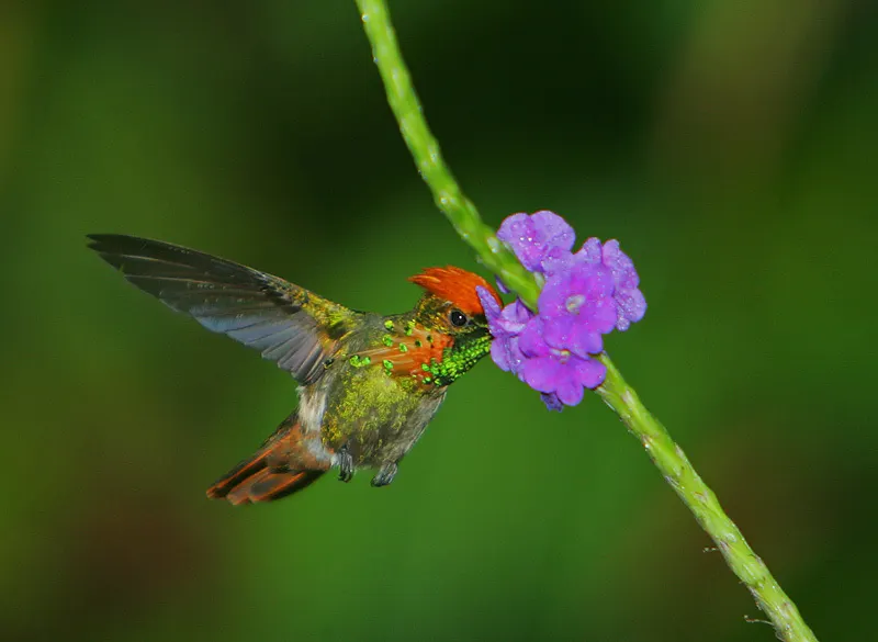 缨冠蜂鸟（Lophornis ornatus）