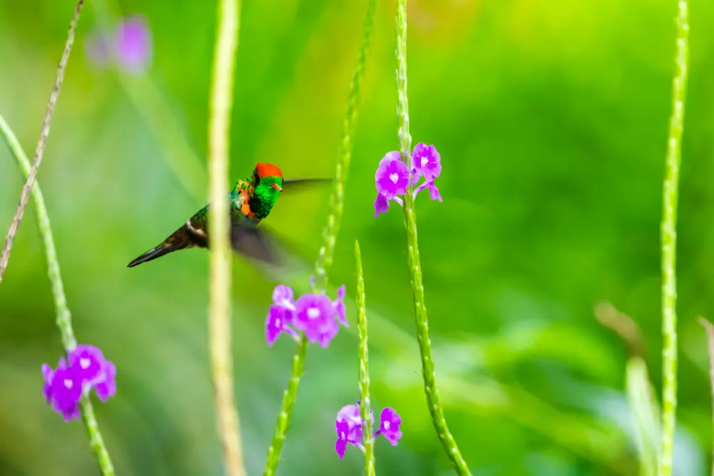 缨冠蜂鸟（Lophornis ornatus）