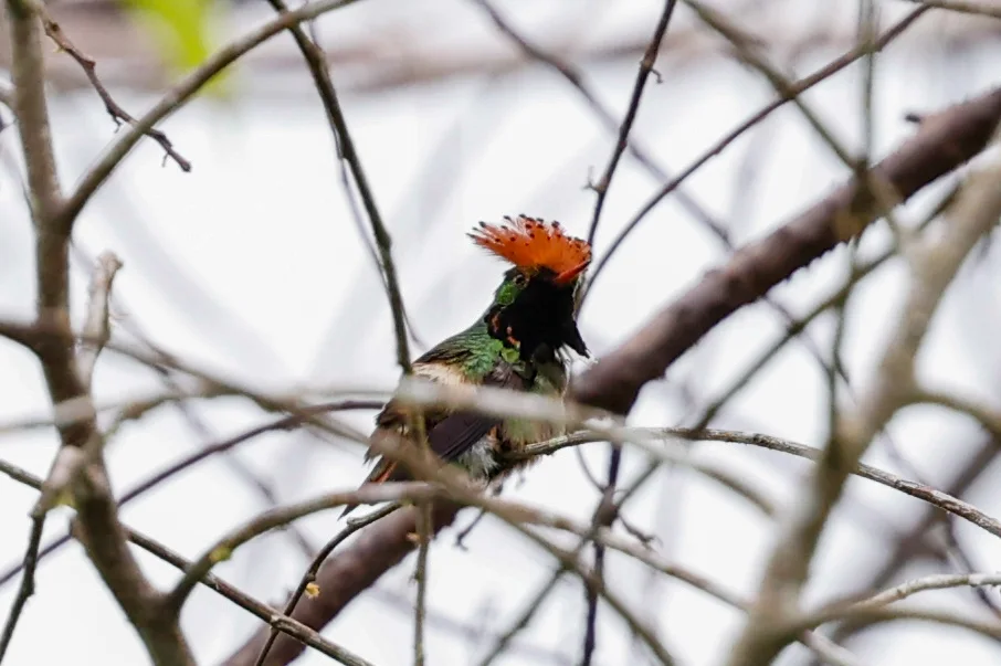 斑冠蜂鸟(Lophornis stictolophus)